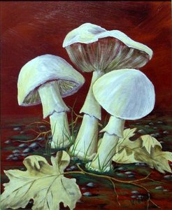 forest-mushrooms.jpg
